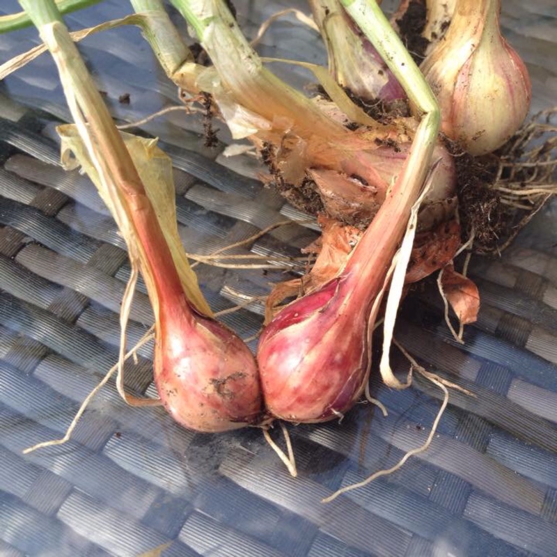 Shallot in the GardenTags plant encyclopedia