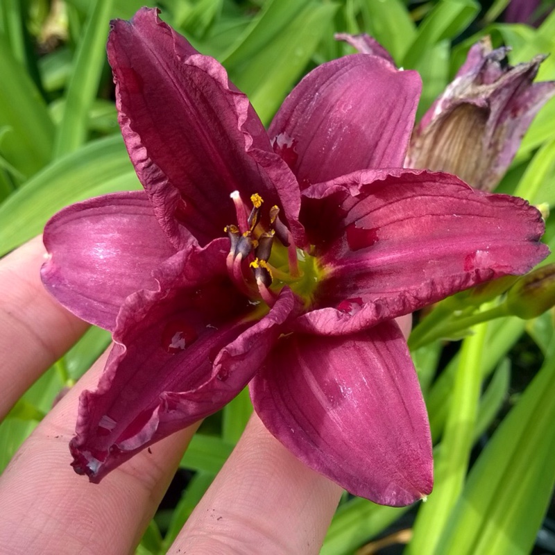 Daylily Purple De Oro in the GardenTags plant encyclopedia