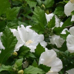 Rose of Sharon Diana in the GardenTags plant encyclopedia