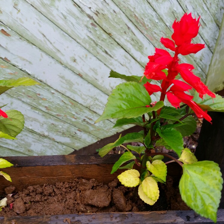 Salvia Fireball in the GardenTags plant encyclopedia