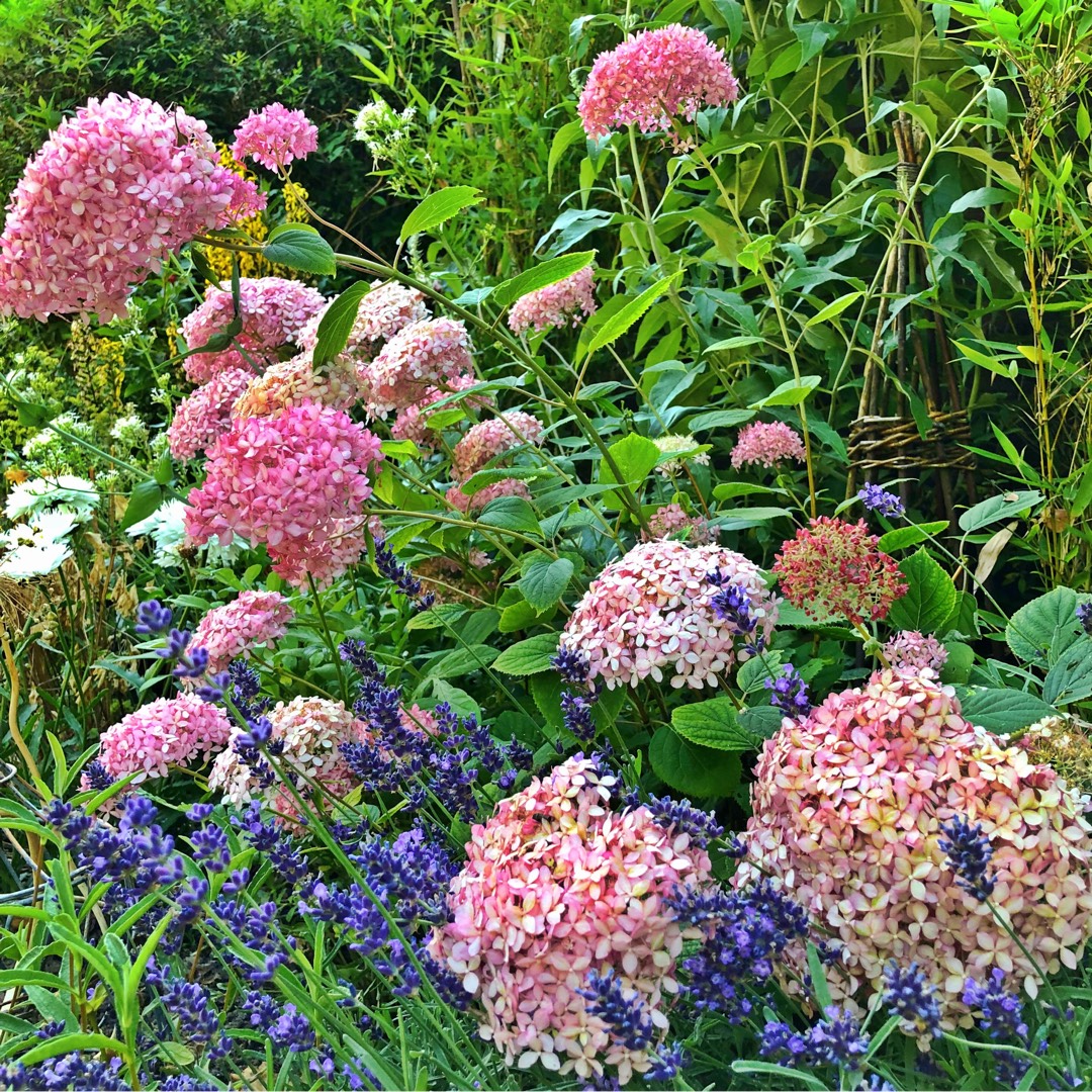 Hydrangea Invincibelle Spirit in the GardenTags plant encyclopedia