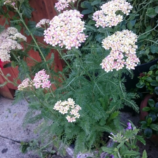 Achillea Desert Eve in the GardenTags plant encyclopedia