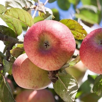 Apple Scrumptious in the GardenTags plant encyclopedia