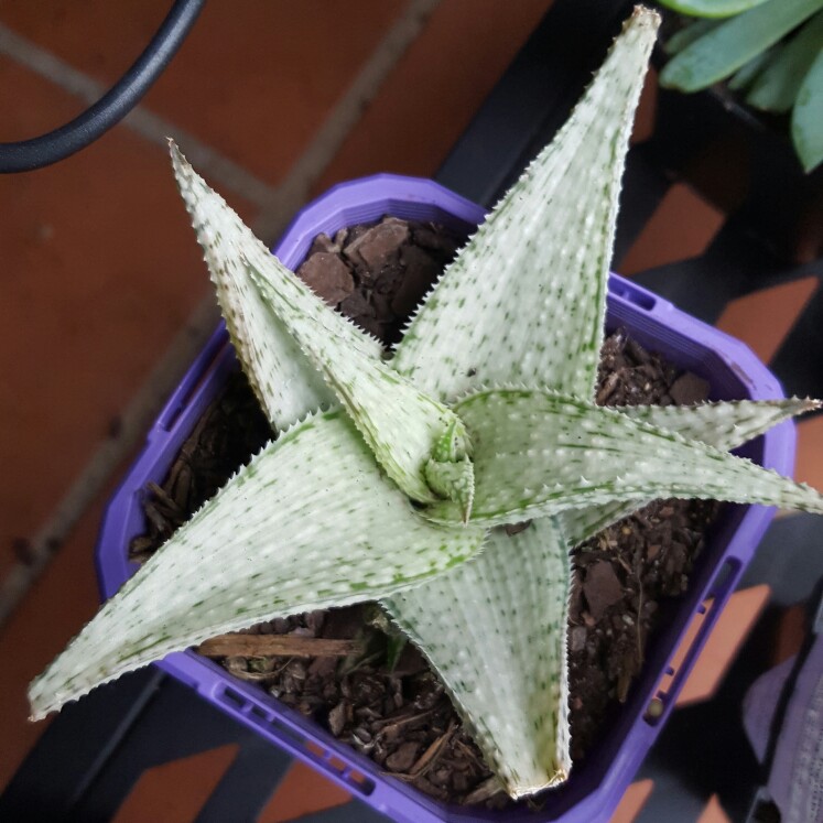 Aloe Morgans hybrid in the GardenTags plant encyclopedia