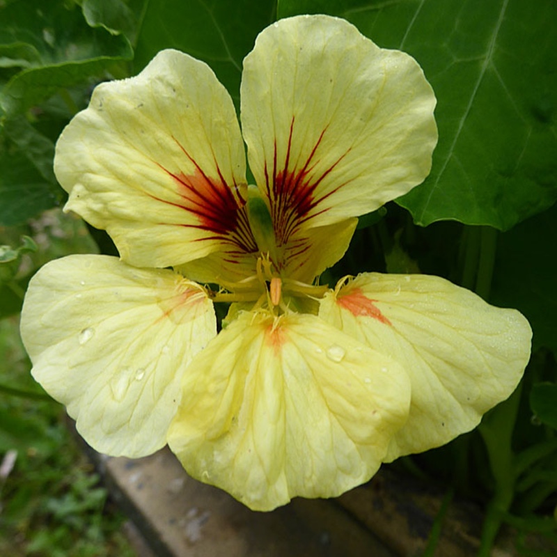 Nasturtium Peach Melba in the GardenTags plant encyclopedia