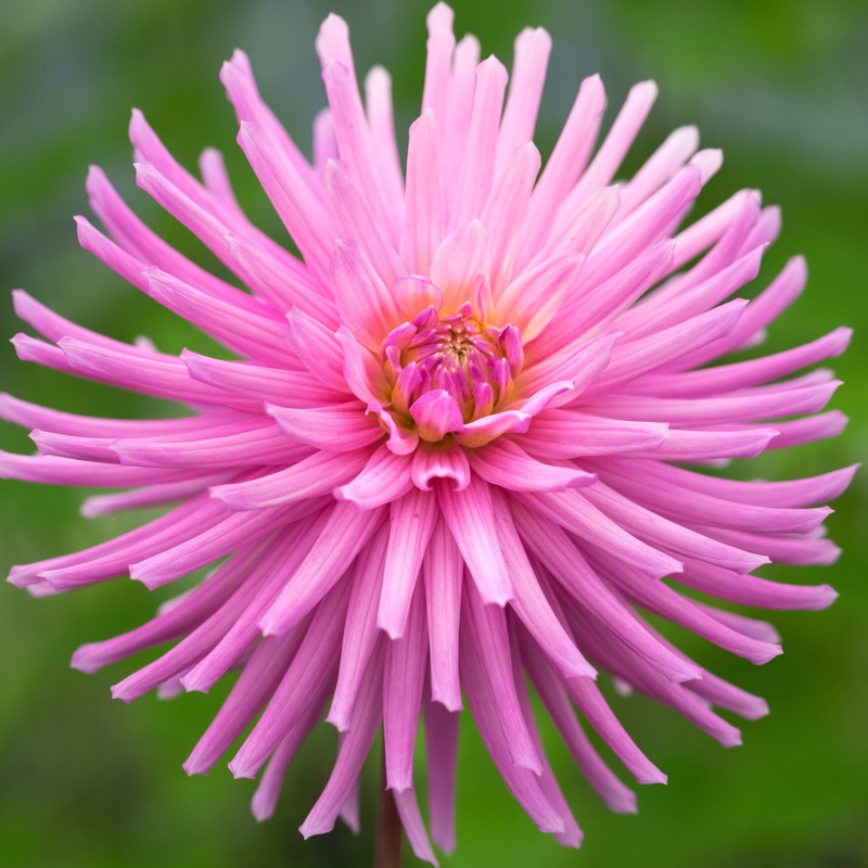 Dahlia Lavender Line in the GardenTags plant encyclopedia