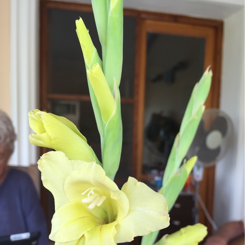 Gladioli Yellow Star in the GardenTags plant encyclopedia