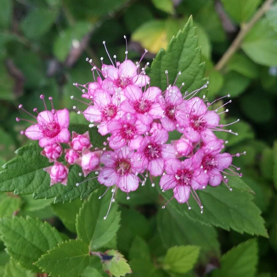 Meadowsweet in the GardenTags plant encyclopedia