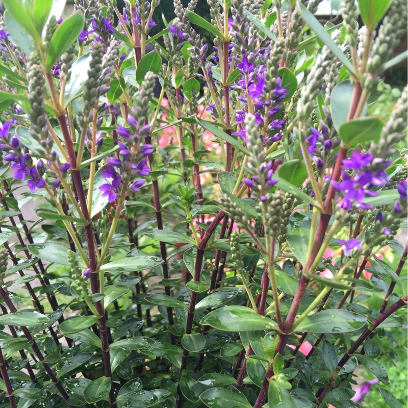 Shrubby Veronica Purple Pixie in the GardenTags plant encyclopedia