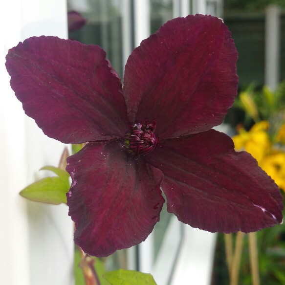 Clematis Dark Eyes in the GardenTags plant encyclopedia