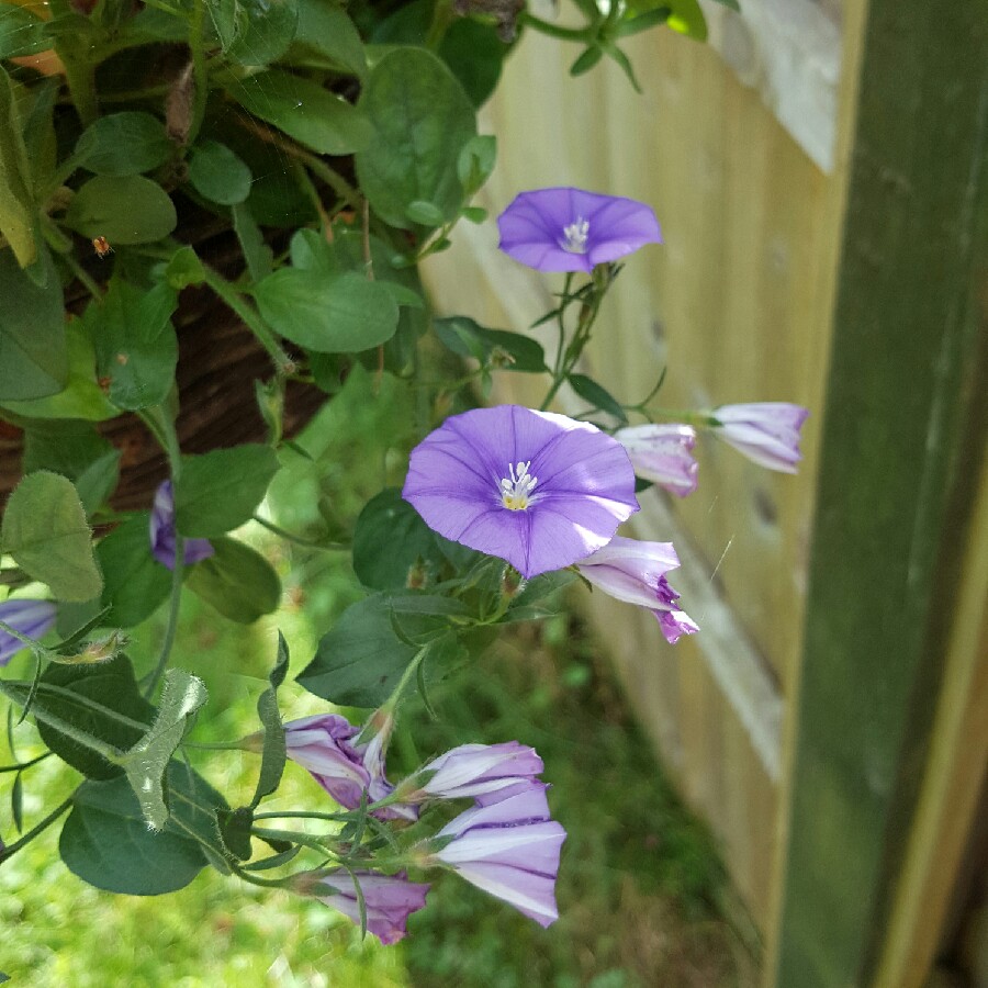 Blue Rock Bindweed in the GardenTags plant encyclopedia