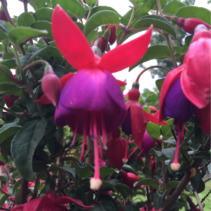 Fuchsia Purple Pride in the GardenTags plant encyclopedia