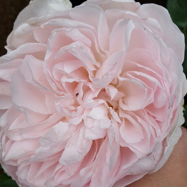 Rose Gentle Hermione (Shrub) in the GardenTags plant encyclopedia