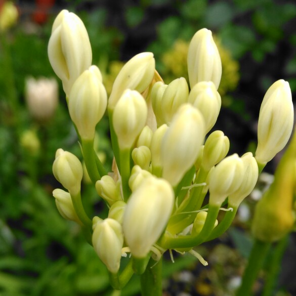 African Lily Dwarf White in the GardenTags plant encyclopedia