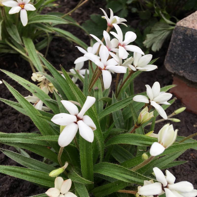 Rhodoxis Summer Stars Peppermint in the GardenTags plant encyclopedia