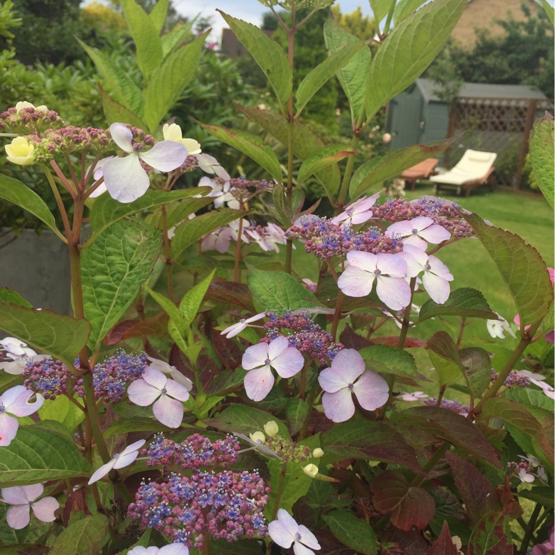 Hydrangea Bluebird in the GardenTags plant encyclopedia