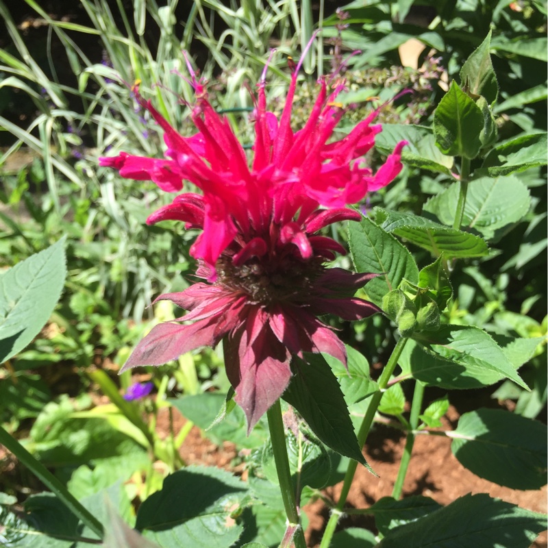 Bergamot Raspberry Wine in the GardenTags plant encyclopedia