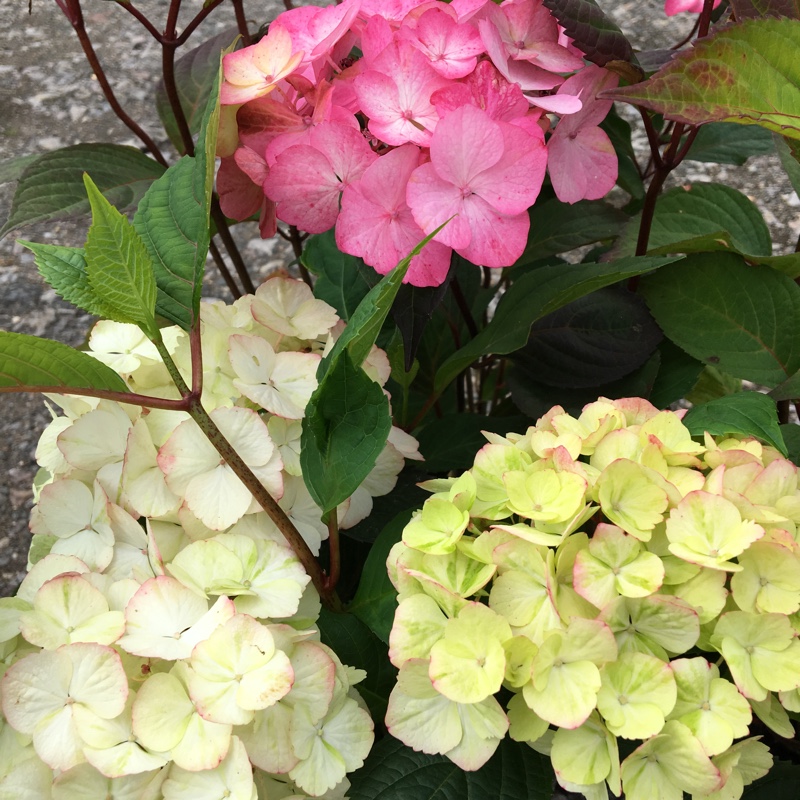 Hydrangea Preziosa in the GardenTags plant encyclopedia