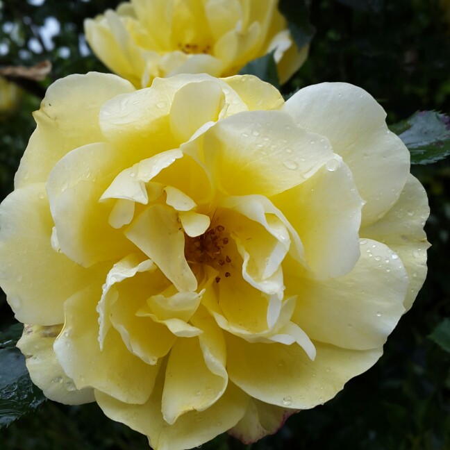 Rose Yellow Dream (Patio) in the GardenTags plant encyclopedia