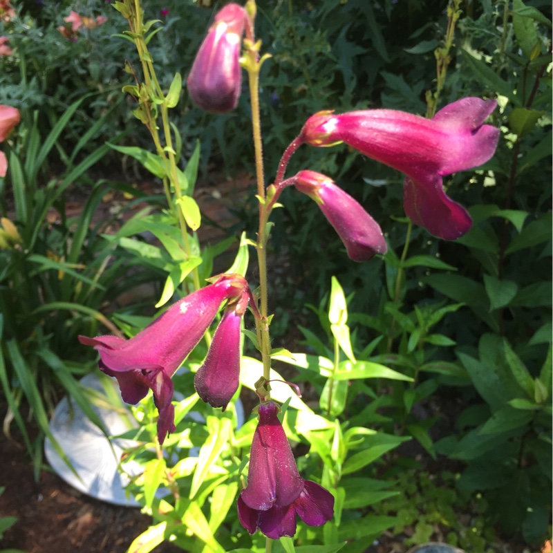 Beardtongue Raven in the GardenTags plant encyclopedia