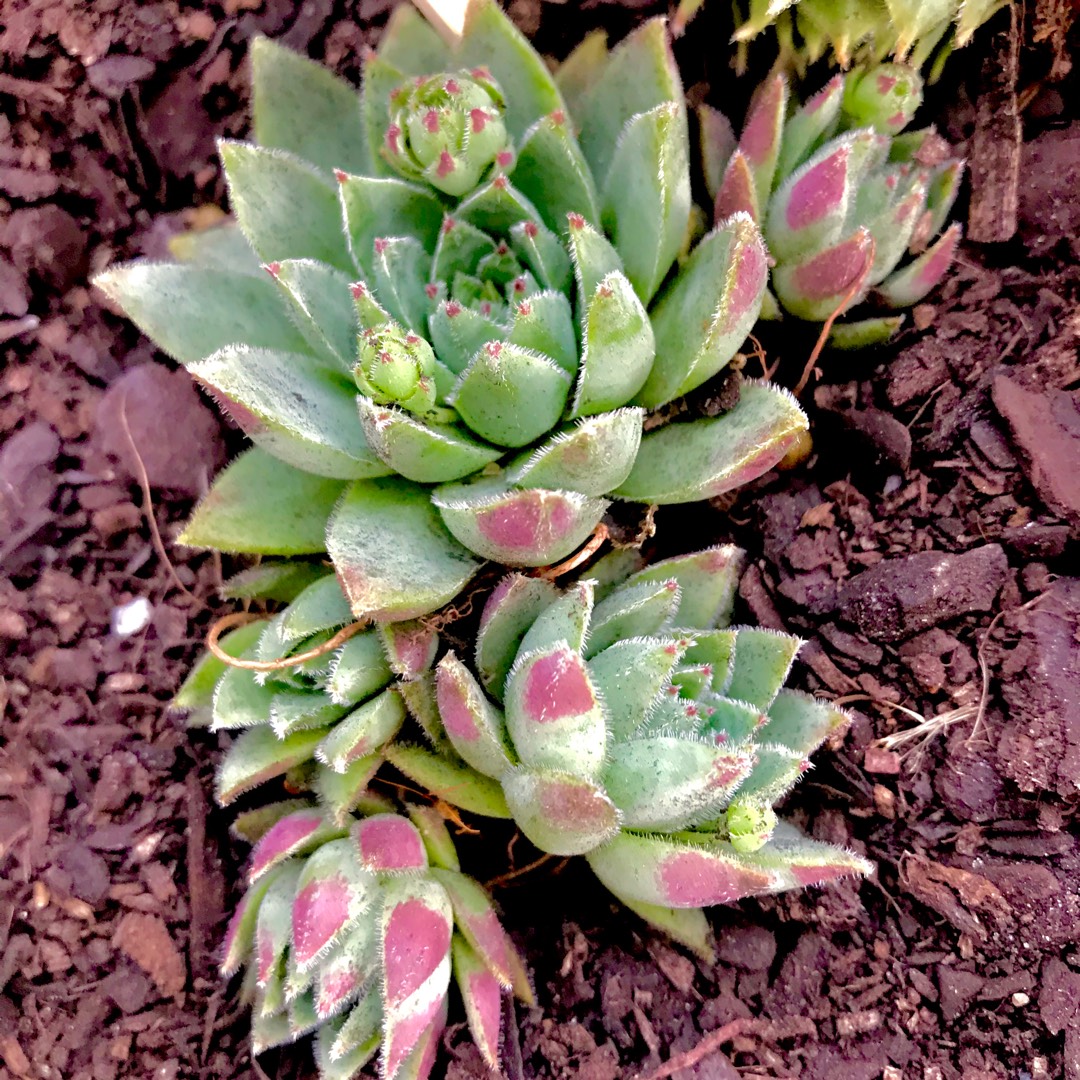 Sempervivum Beard of Jupiter in the GardenTags plant encyclopedia