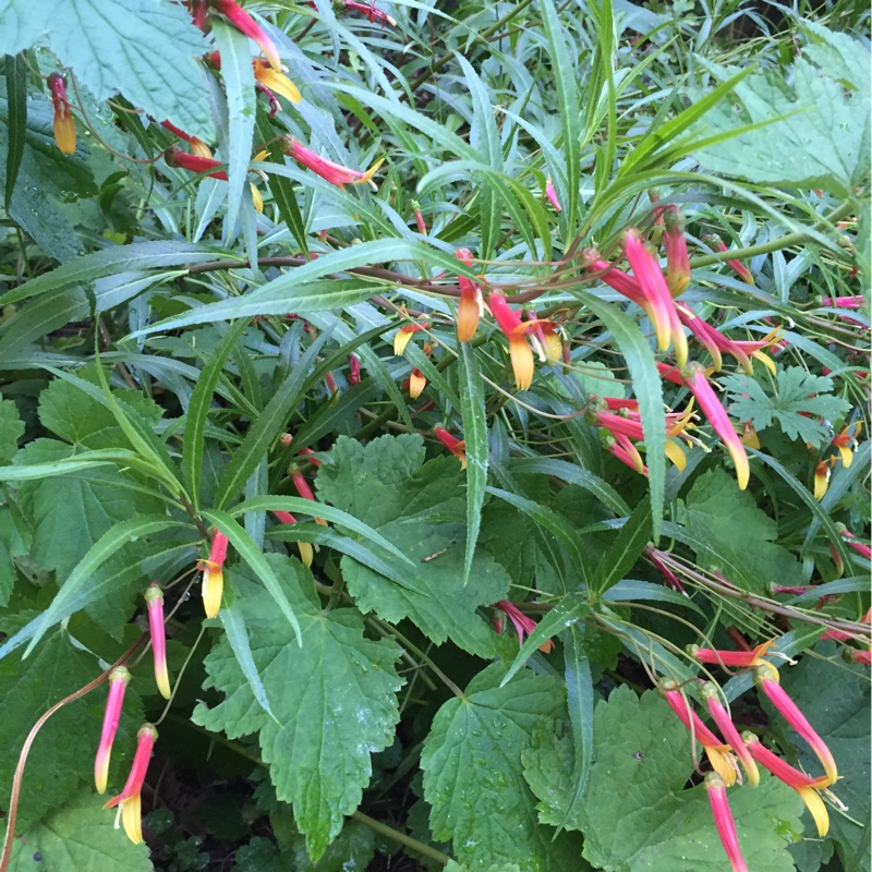 Mexican Giant Cigar Plant in the GardenTags plant encyclopedia