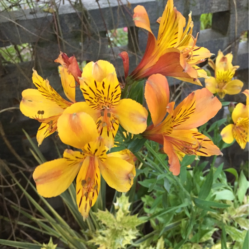 Peruvian Lily Third Harmonic in the GardenTags plant encyclopedia