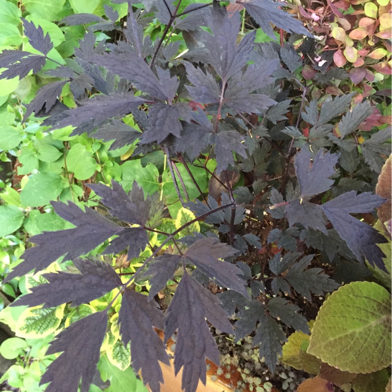 Baneberry Hillside Black Beauty in the GardenTags plant encyclopedia