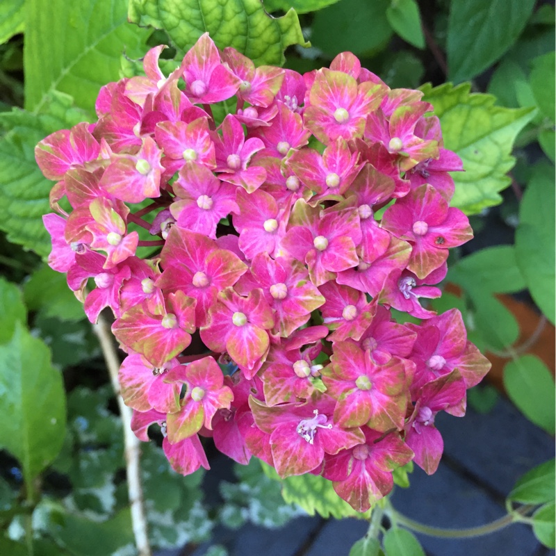 Hydrangea 'Next Generation Pistachio', Hydrangea 'Next Generation ...