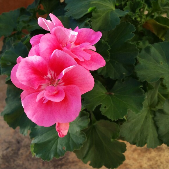 Pelargonium Pinktastic (Zonal) in the GardenTags plant encyclopedia