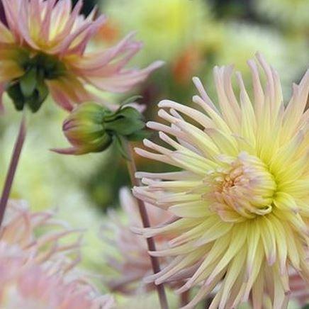 Dahlia Apricot Star (Fimbriated) in the GardenTags plant encyclopedia