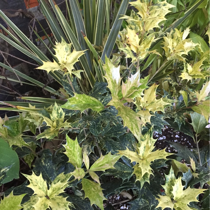 Variegated Sweet Olive in the GardenTags plant encyclopedia