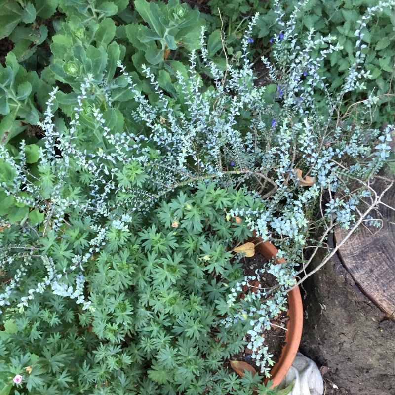 Hebe pimeloides Quicksilver in the GardenTags plant encyclopedia Shrubby Veronica Quicksilver in the GardenTags plant encyclopedia
