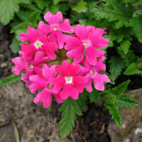 Verbena Aztec Wild Rose in the GardenTags plant encyclopedia