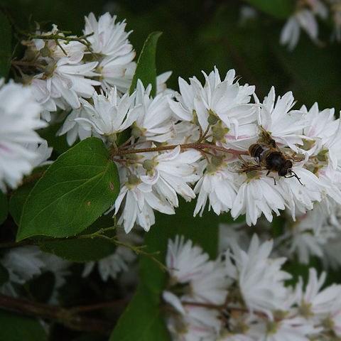 Fuzzy Deutzia Candidissima in the GardenTags plant encyclopedia