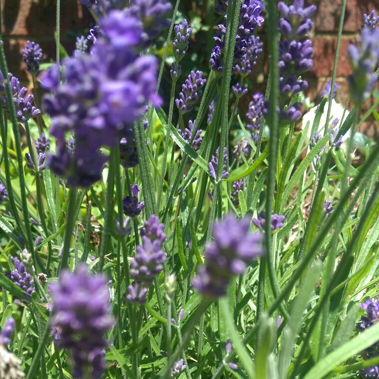 Lavendar Felicia in the GardenTags plant encyclopedia