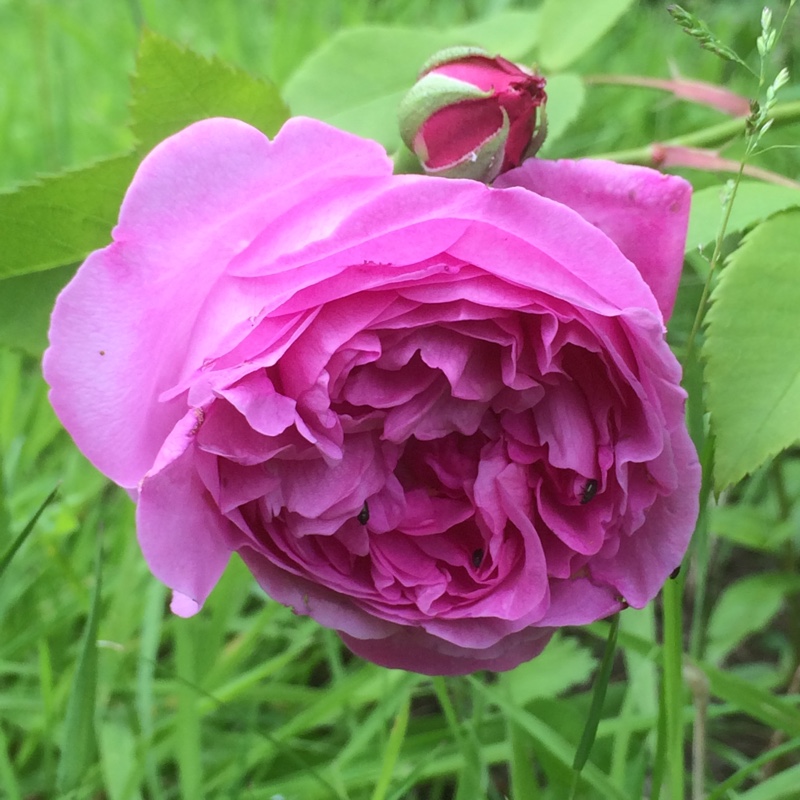 Old Rose Louise Odier in the GardenTags plant encyclopedia