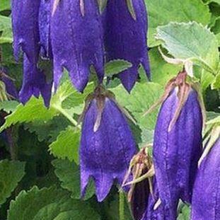 Bellflower Sarastro in the GardenTags plant encyclopedia