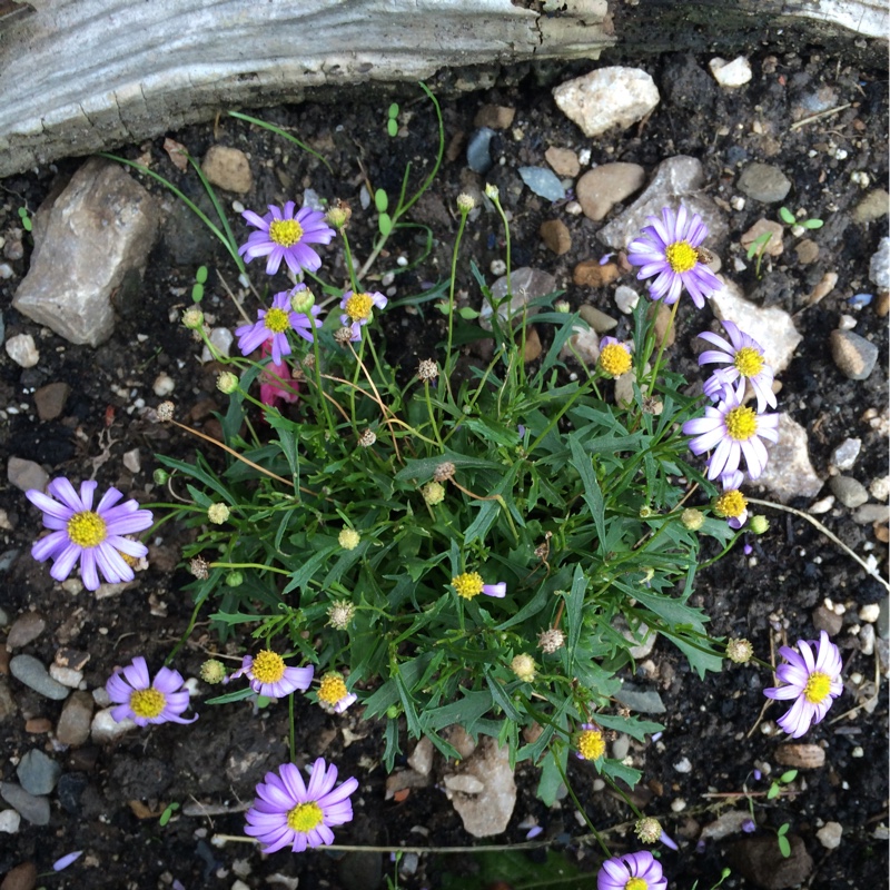 Swan River Daisy Mini Mauve Delight in the GardenTags plant encyclopedia