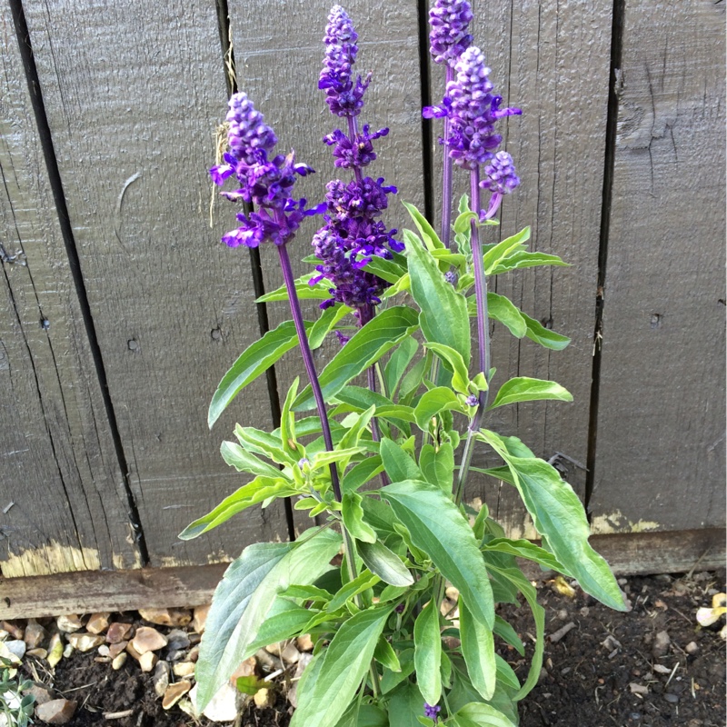 Salvia Evolution Blue in the GardenTags plant encyclopedia