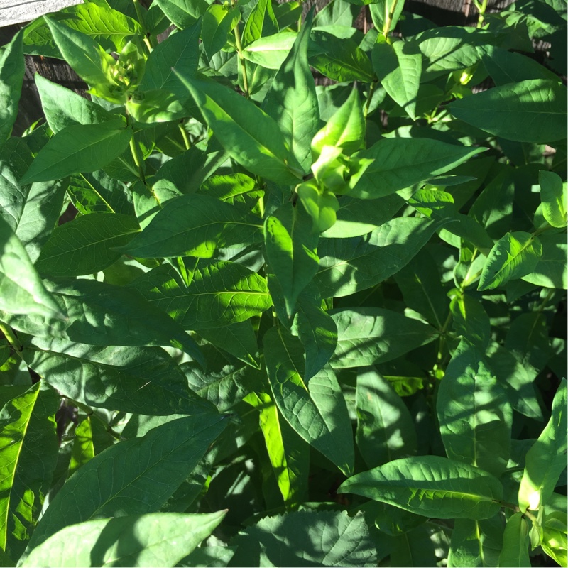 Phlox Starfire in the GardenTags plant encyclopedia