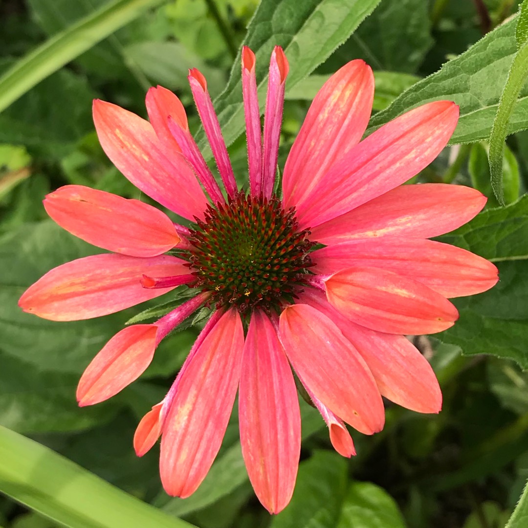 Coneflower Cheyenne Spirit (Orange) in the GardenTags plant encyclopedia