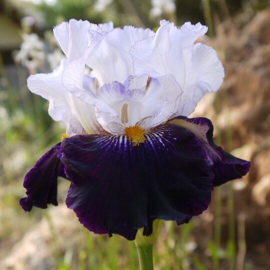 Bearded Iris Domino Noir (Tall) in the GardenTags plant encyclopedia