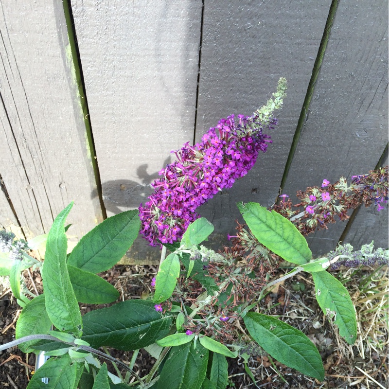 Butterfly Bush Buzz Magenta in the GardenTags plant encyclopedia