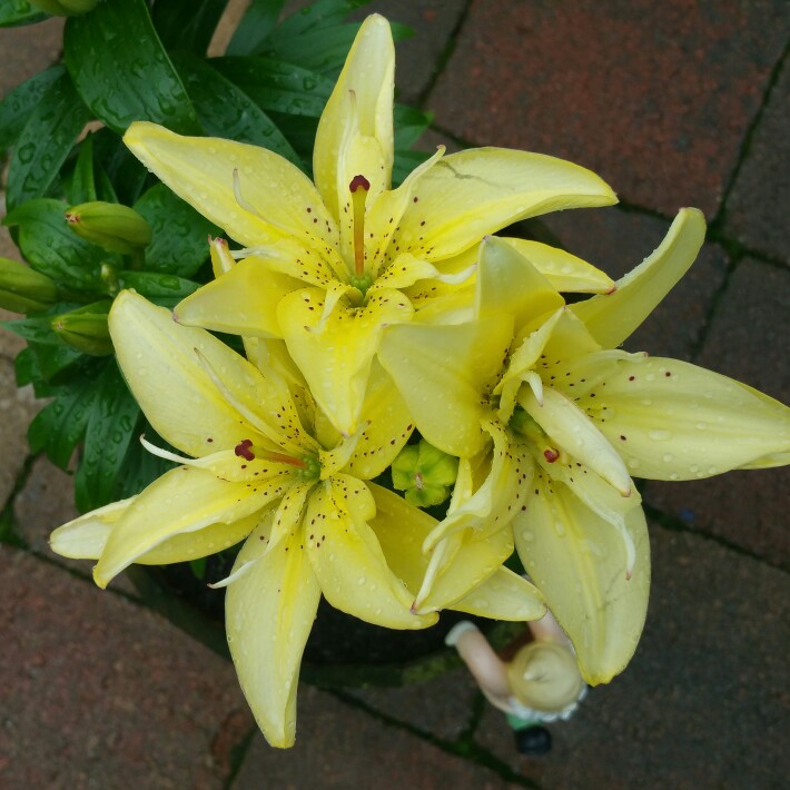 Lily Fata Morgana (Asiatic) in the GardenTags plant encyclopedia