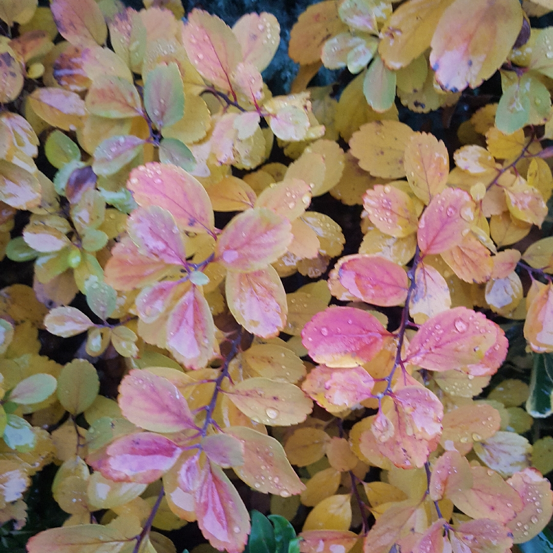 Birch Leaved Spiraea in the GardenTags plant encyclopedia