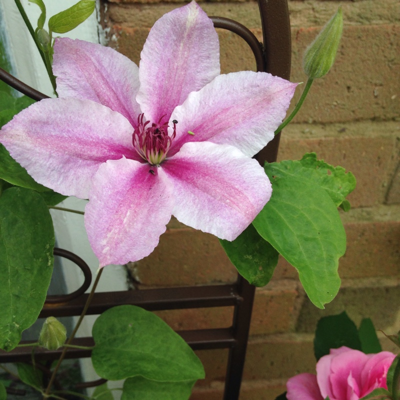 Clematis Darius in the GardenTags plant encyclopedia