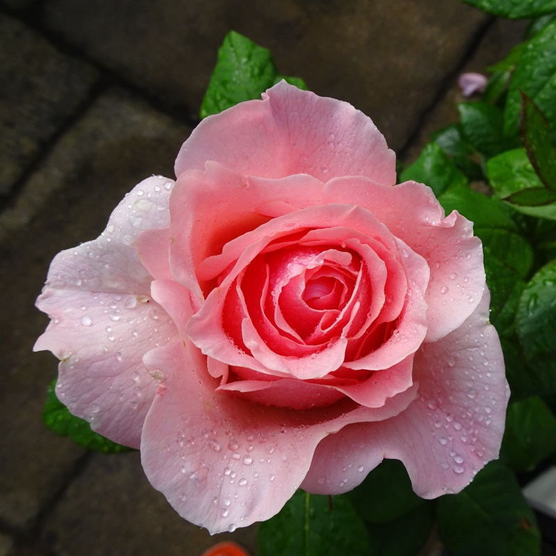 Hybrid Tea Rose Donatella in the GardenTags plant encyclopedia