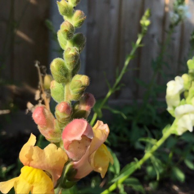 Snapdragon Candy Showers Mix in the GardenTags plant encyclopedia