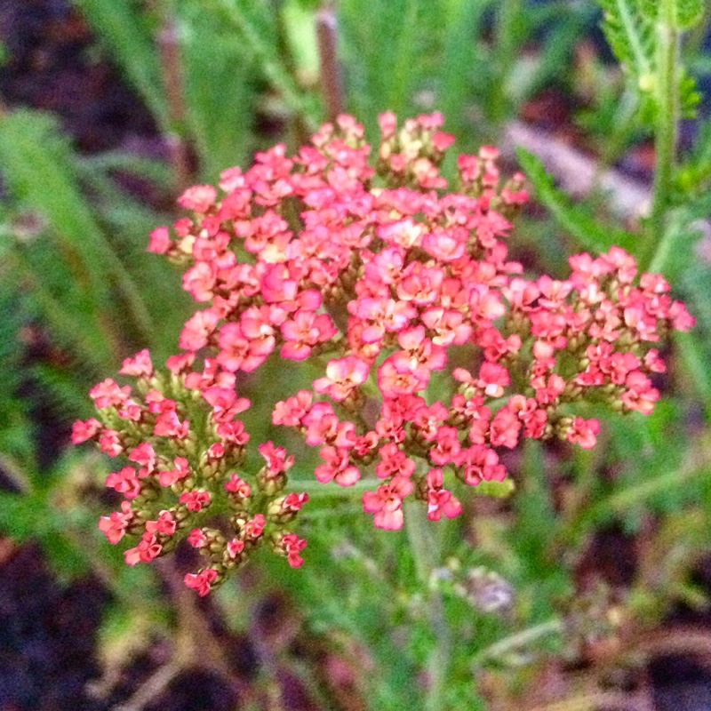 Yarrow Summer Berries in the GardenTags plant encyclopedia